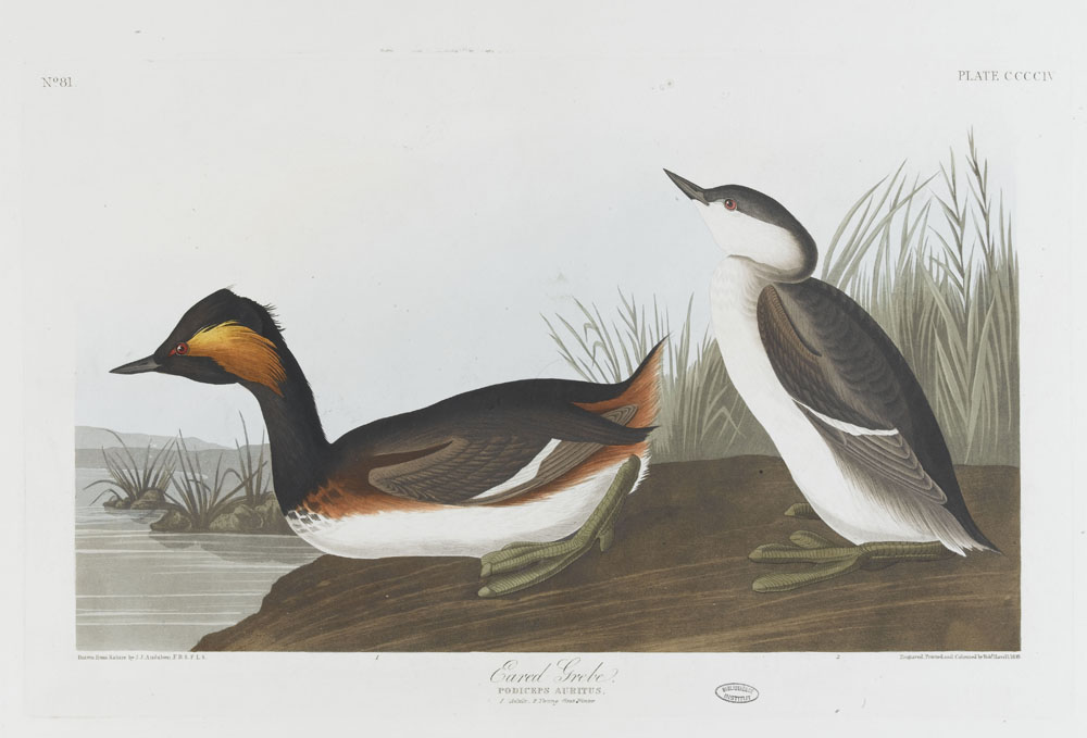 John James Audubon. Les oiseaux d'Amérique. © RMN-Grand Palais (Institut de France) / Gérard Blot