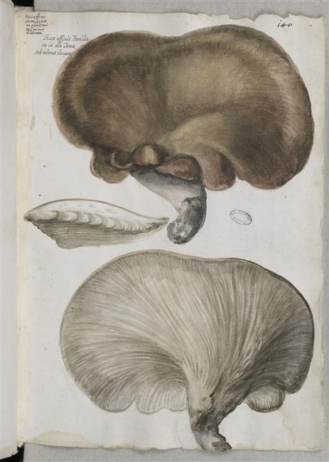 « Fungorum genera et species », par Federico Cesi - Ms 968